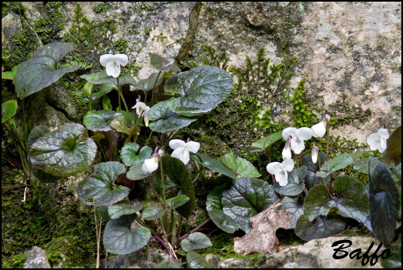 Viola alba / Viola bianca